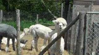 Rugosa Rose Alpaca Farm Campobello Island [upl. by Romilly450]