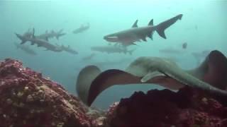 Liveaboard Life The Okeanos Aggressor I and Okeanos Aggressor II [upl. by Taber]