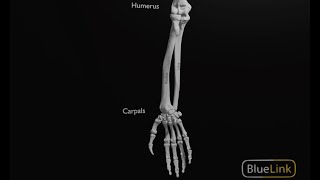 Supination and Pronation of the Hand [upl. by Lindner]