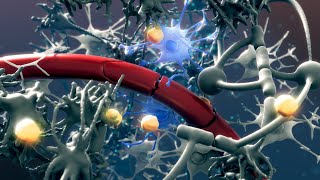 Animation of therapy to boost regulatory Tcell levels in the brain for The Babraham [upl. by Aicirpac]