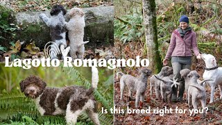 Is Lagotto Romagnolo right for you [upl. by Llebana21]