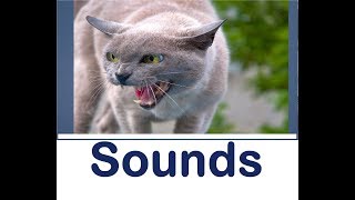 Cat Hissing Sound Effects All Sounds [upl. by Ottilie]