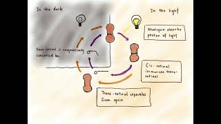 Dark Adaptation vs Light Adaptation [upl. by Htinek]