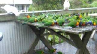 SulphurCrested Cockatoo picks up Rainbow Lorikeet by tail [upl. by Ehcnalb]