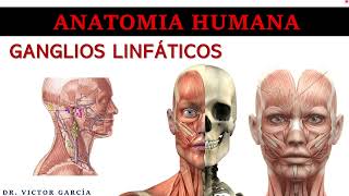 Ganglios Linfáticos  Anatomía Humana en Odontología [upl. by Langbehn57]