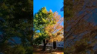 Fall colour blacksburg VA autumn apartments USA neighbors bangladesh [upl. by Llerdnod]