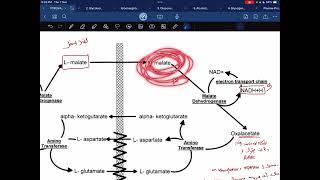 Malate aspartate shuttle [upl. by Dadelos]