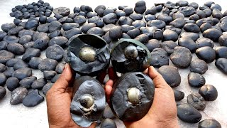 Shaligram  sri hiranya garbha shaligram shila [upl. by Heid]