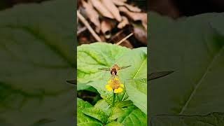 Hoverfly hoverfly nature insecthabitat video behaviour environment ecology macro tiny life [upl. by Orvil]