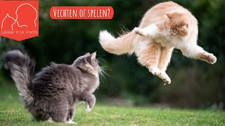 Zo weet je of katten vechten of spelen [upl. by Ennayhc]