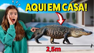 HOJE APARECEU UM JACARE DE 25m AQUI EM CASA🐊 [upl. by Ahtelra]