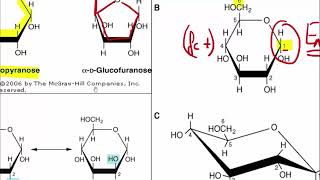 Bioquimica  Carbohidratos parte 1 [upl. by Atined212]