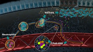 Neutrophils and Neutrophil Extracellular Traps NETs in IBD  Serum Calprotectin CPa9HNE Biomarker [upl. by Iiette]