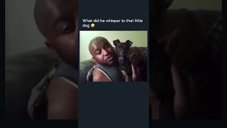 Ankle bitter 😭😭 youtubeshorts lmao recommended fyp dog puppy funny lmao doglover viral [upl. by Samy74]