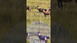 Blesbuck hunting in South Africa slowmo blesbuck [upl. by Mayap68]