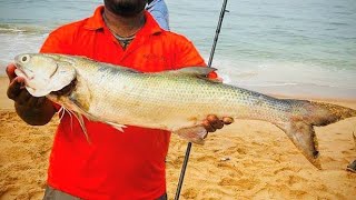 Biggest Threadfin salmon of my life for surf fishing in GOA INDIA [upl. by Akineg]