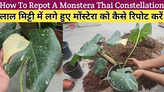 How To Repot Monstera Thai Constellation👌Monstera Plant Care👍Repotting Of Monstera Thai Con👏 [upl. by Keslie]