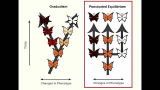 GRADUALISM vs PUNCTUATED EQUILIBRIUM EVOLUTION BY N S LIFE SCIENCES G 12 ThunderEduc M SAIDI [upl. by Garret]