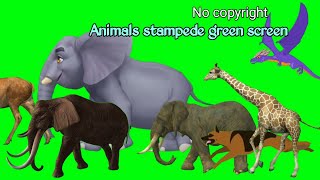 animals green screen stampede animal fast running green screen video animal greenscreenanimal [upl. by Jamin]