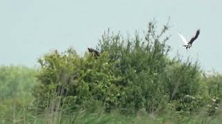 Otmoor Leucistic Marsh Harriers [upl. by Cannon131]