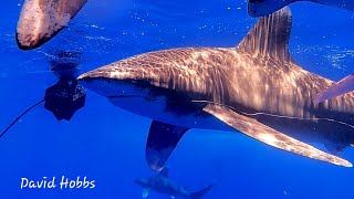 The Oceanic White Sharks off Cat Island Bahamas in Deep Mid Atlantic Ocean [upl. by Marva639]