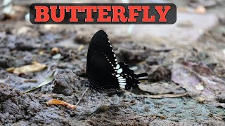 Beautiful Butterfly doing unusual thing [upl. by Anaj]