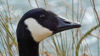 Canada Geese Honking  Defending Territories and Before and During Flight [upl. by Noelopan]