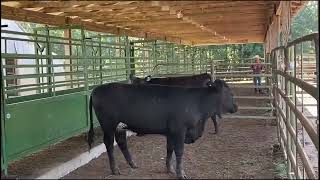 Working Facility Considerations amp Principles of Cattle Handling – Beef Brunch Educational Series [upl. by Colson]