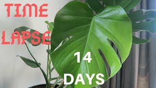 MONSTERA TIME LAPSE  NEW GROWTH Oct 2018 [upl. by Flinn]