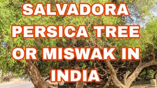 SALVADORA PERSICA TREE OR MISWAK IN INDIAUyyalavada [upl. by Ahsenwahs]