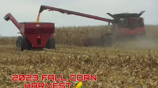 CASE IH 8250 AXIAL FLOW COMBINE 2023 FALL CORN 🌽 HARVEST [upl. by Winfred474]