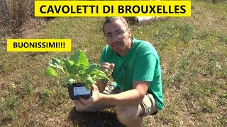 Come piantare i cavoli di Bruxelles nellorto  Tutorial Agricoltura [upl. by Samuela]