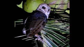 Andaman MaskedOwl  2  Bird  Birdwatching  Wildlife  Nature  Little Andaman Island [upl. by Nirrac]