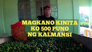 MAGKANO BA NAGING PUHUNAN AT KINITA KO SA 500 PUNO NG KALAMANSI [upl. by Cal]