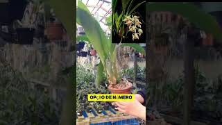 Coelogyne Asperata Whatsapp 47 984791939 [upl. by Ardena]