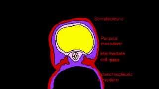 Intraembryonic celom [upl. by Singh347]