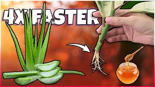 How to make Plant Rooting Hormone at Home  Natural plant root Growth Hormone [upl. by Fiorenze]