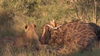 Sound of the African BushveldLion  AFRICAN WILDLIFE [upl. by Enidlarej565]