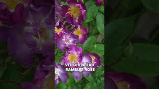 Best Thornless Roses You can Grow rose flower viral [upl. by Anrapa]