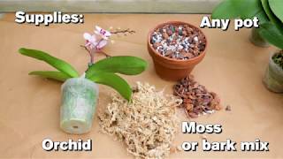 How to Repot an Orchid [upl. by Jillane644]