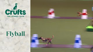 Flyball Last 16  Crufts 2024 [upl. by Eitak]