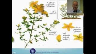 Hypericum Perforatum Homeopathic Medicine Tips For Beginners [upl. by Catriona]