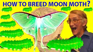 How to Breed American Moon Moth Actias luna Saturniidae Lepidoptera At Home Entomology At Home [upl. by Emie664]