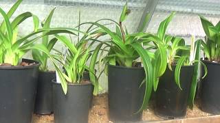 My phragmipedium culturePart 1 [upl. by Akeber]