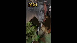 2024 কালী পূজাrubyঅফিসের সামনে follow puja [upl. by Ostap]