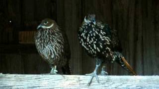 Yearling Impeyan Pheasants [upl. by Ahtaga]