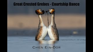 Great Crested Grebes  Courtship Dance Weed dance [upl. by Spiegleman]