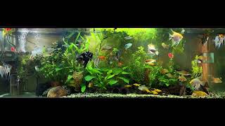 angelfish community aquarium [upl. by Einaj]