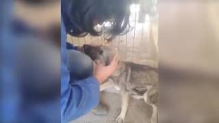 ABUSED DOG FEELS FOR THE FIRST TIME PETTING INSTEAD OF ABUSING YOUTUBE [upl. by Moncear]