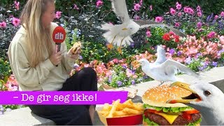 Se så frekke måker – De gir seg ikke [upl. by Johny]